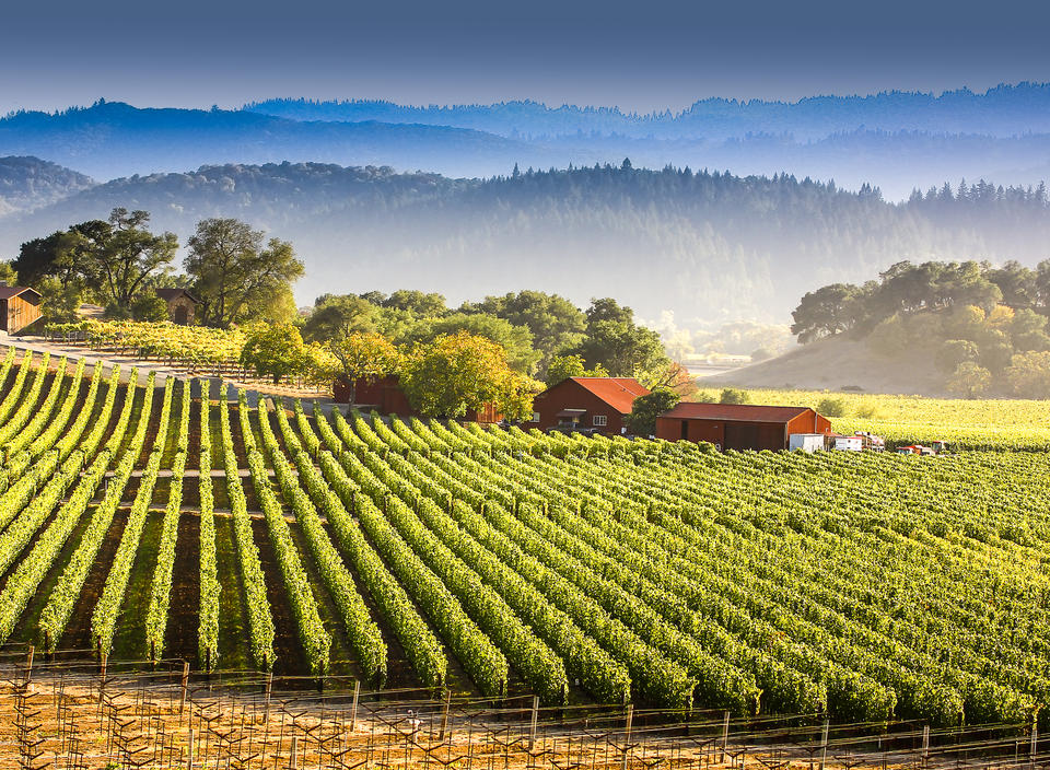 Napa & Sonoma