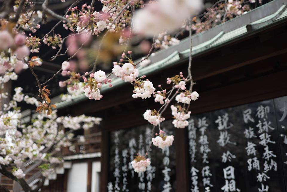 Kansai Region (Kyoto, Osaka & Beyond)