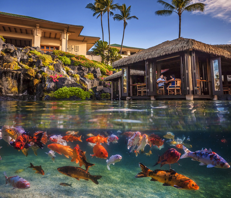 Grand Hyatt Kauai Resort And Spa, photo 6