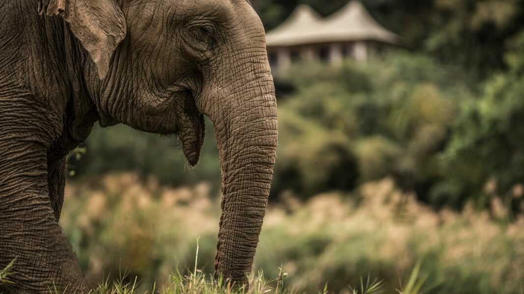 Four Seasons Tented Camp Golden Triangle, photo 8