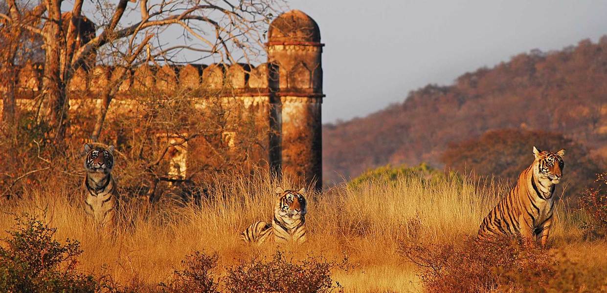 Sujan Sher Bagh, Ranthambhore, photo 2