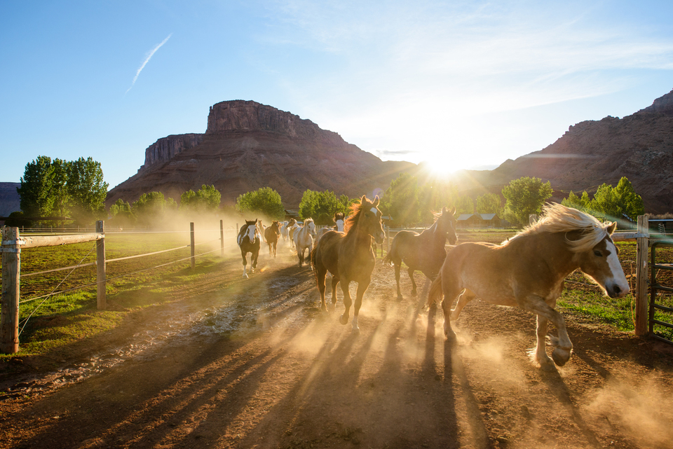 Sorrel River Ranch Resort & Spa, photo 7